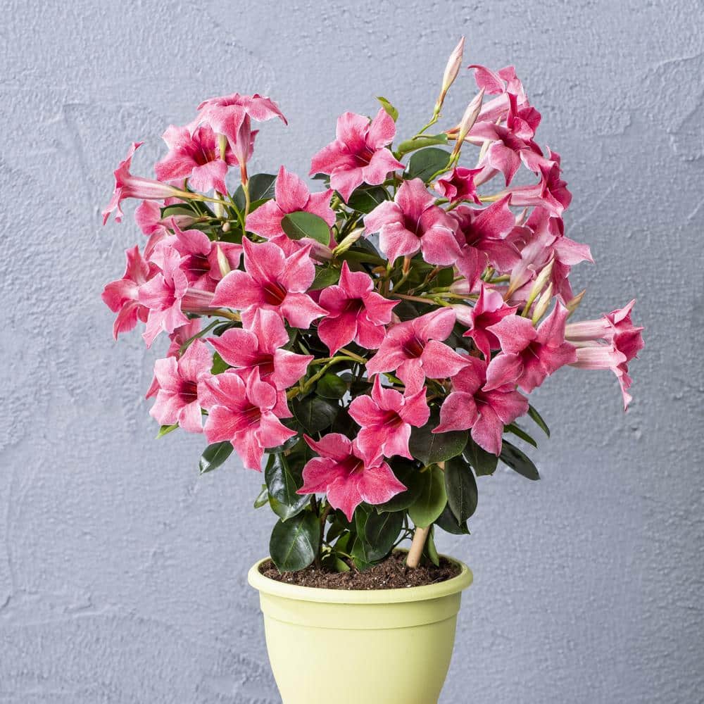 4 in. Mandevilla Blue and Pink Summer Trio Annual Plant with Blue and Pink Flowers (4-Pack) - Hercitys