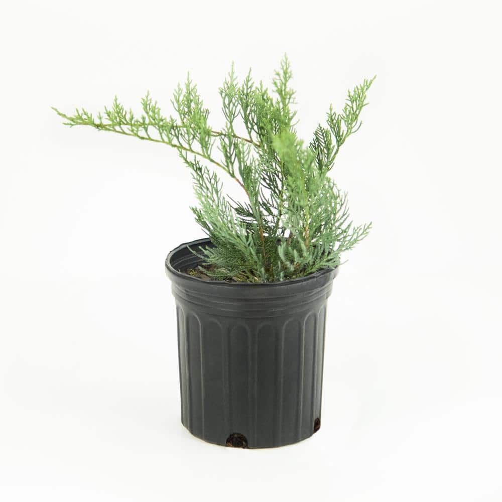 2.5 Qt. Gray Owl Juniper Shrub - Hercitys