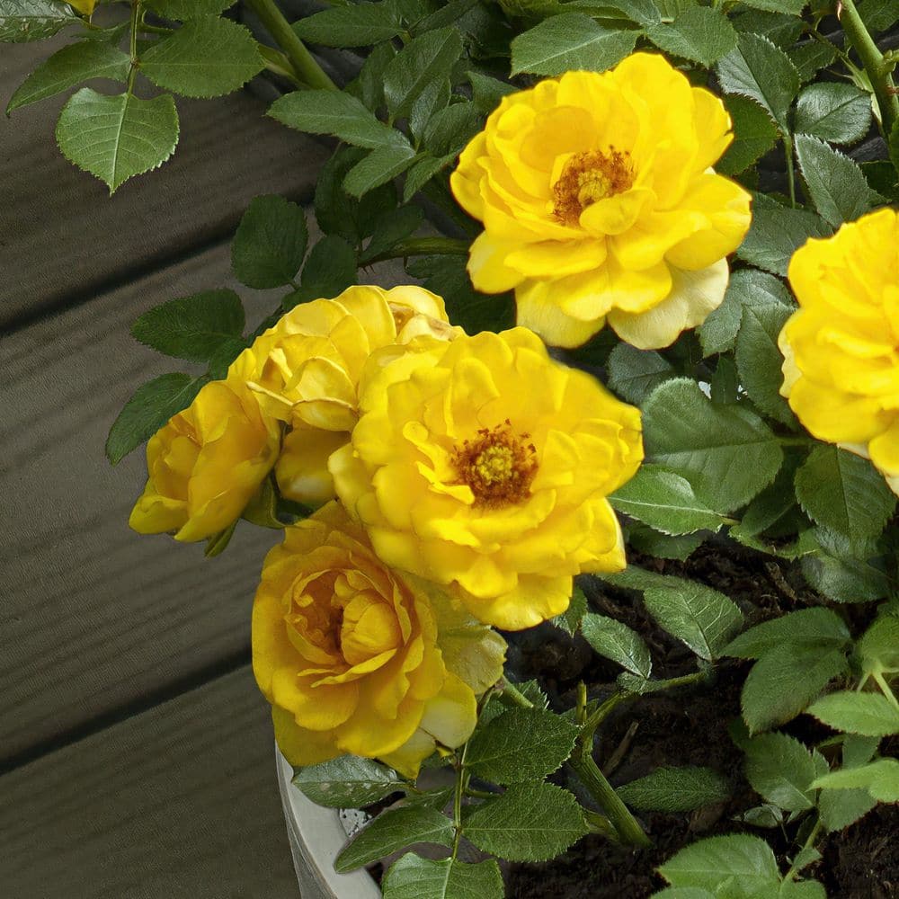 1 Qt. Sunblaze Yellow Mini Rose Bush with Yellow Flowers (3-Pack) - Hercitys