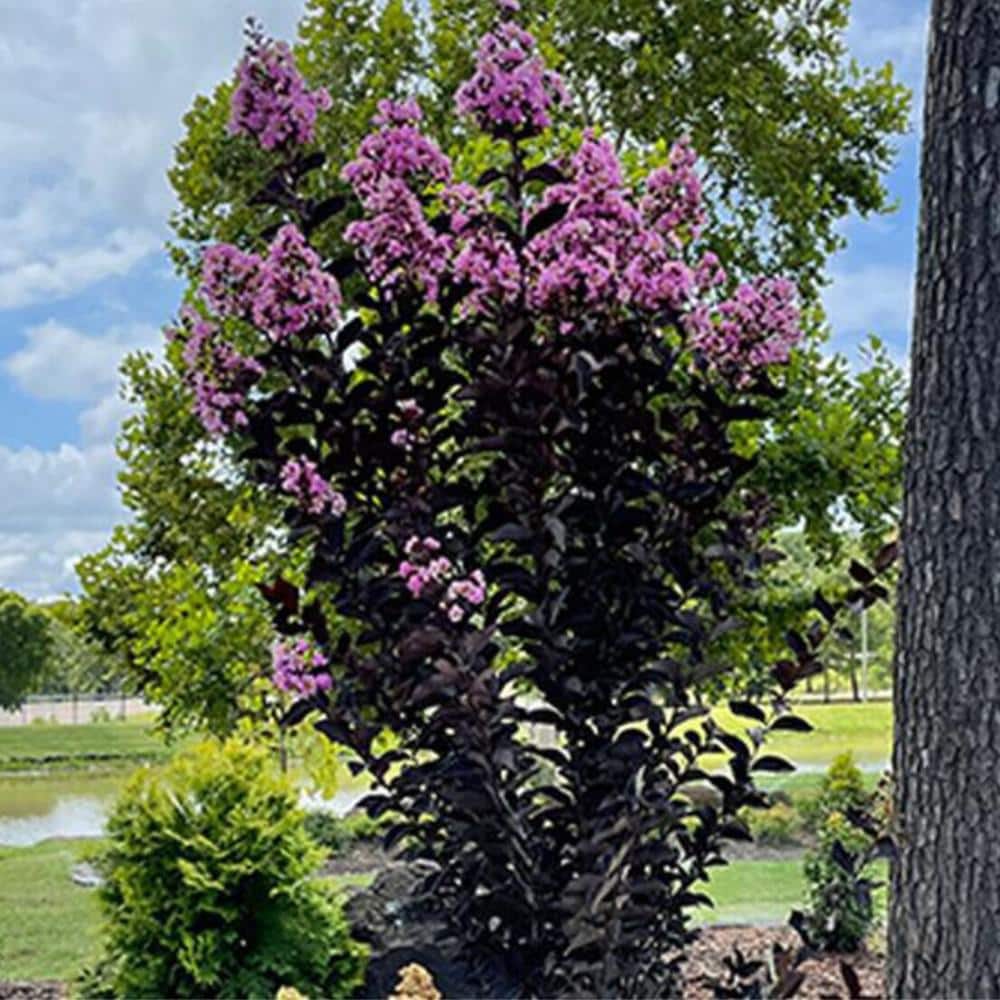 3 Gal. Thunderstruck Lavender Skies Crape Myrtle Flowering Deciduous Tree with Purple Flowers - Hercitys