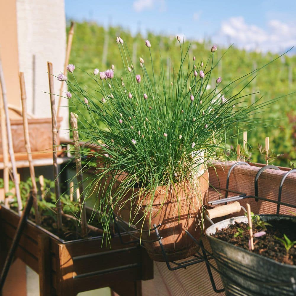 2.5 in. Chives Live Herb Plant (3-Pack) - Hercitys