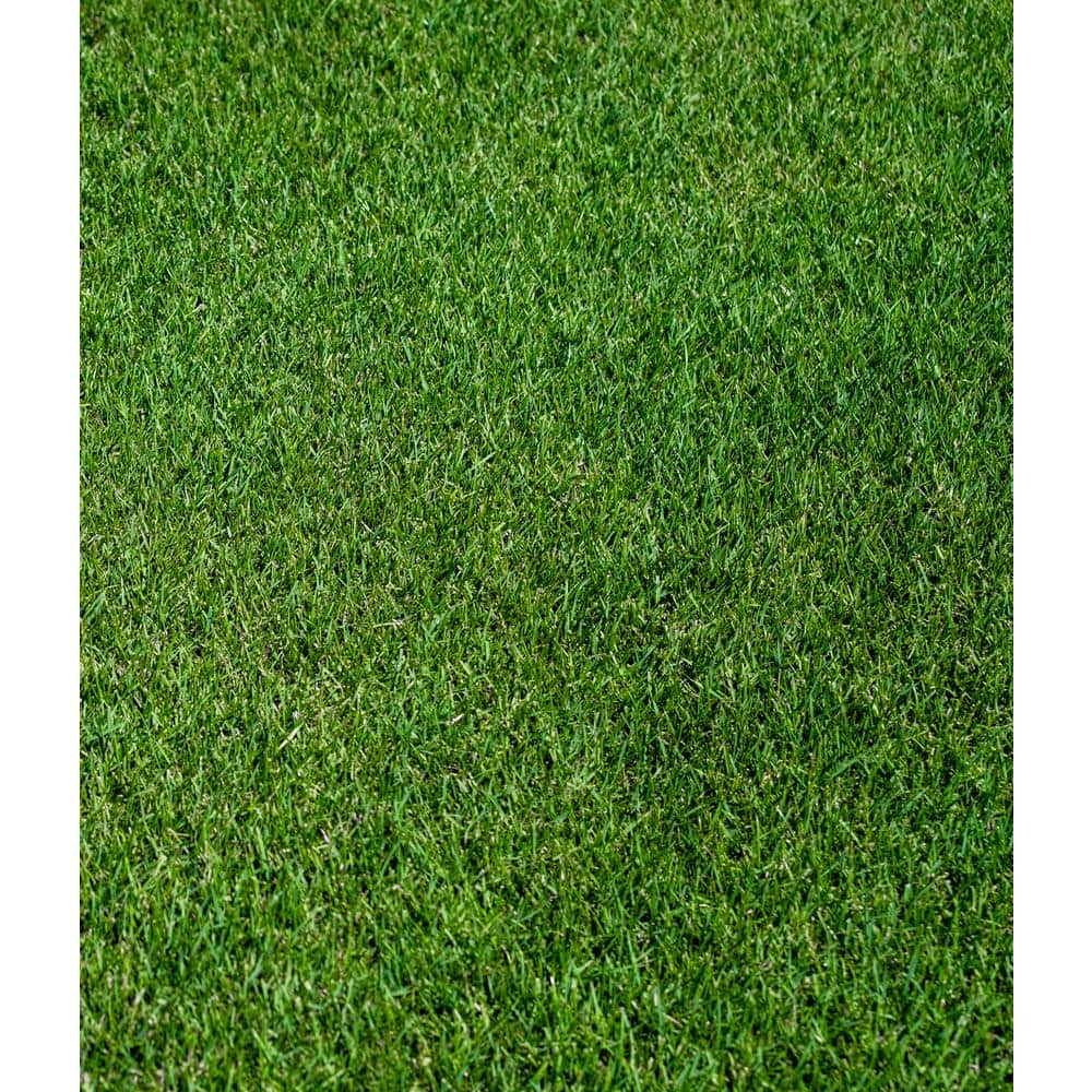 25 lbs. Perennial Ryegrass Lawn Seed - Hercitys