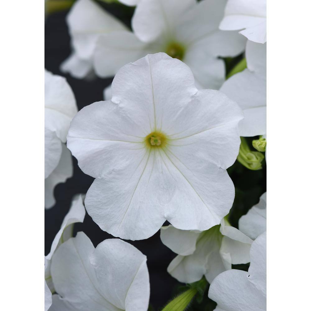 4-Pack White Easy Wave Petunia Annual Plant with White Flowers - Hercitys