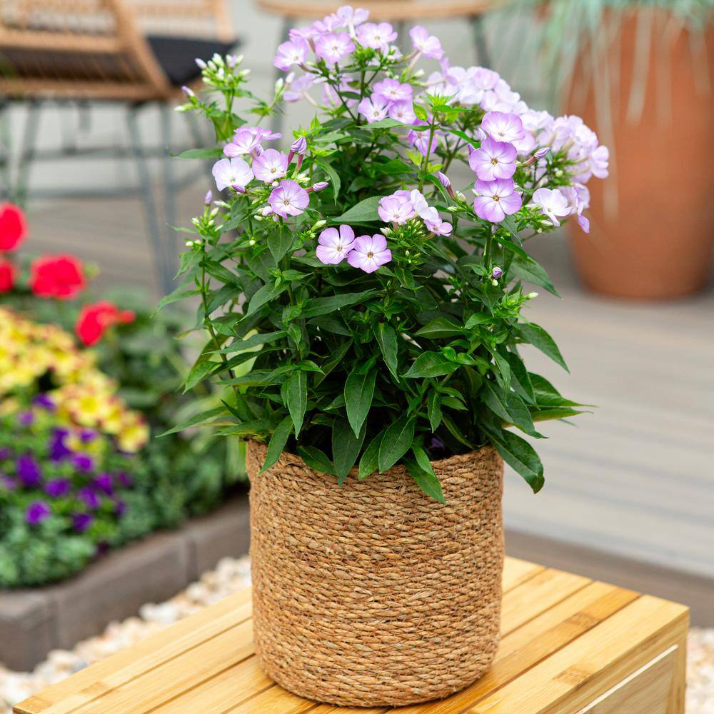 2 Qt. Phlox Paniculata ‘Flame Pro Purple’ Purple Perennial Plant (3-Pack) - Hercitys