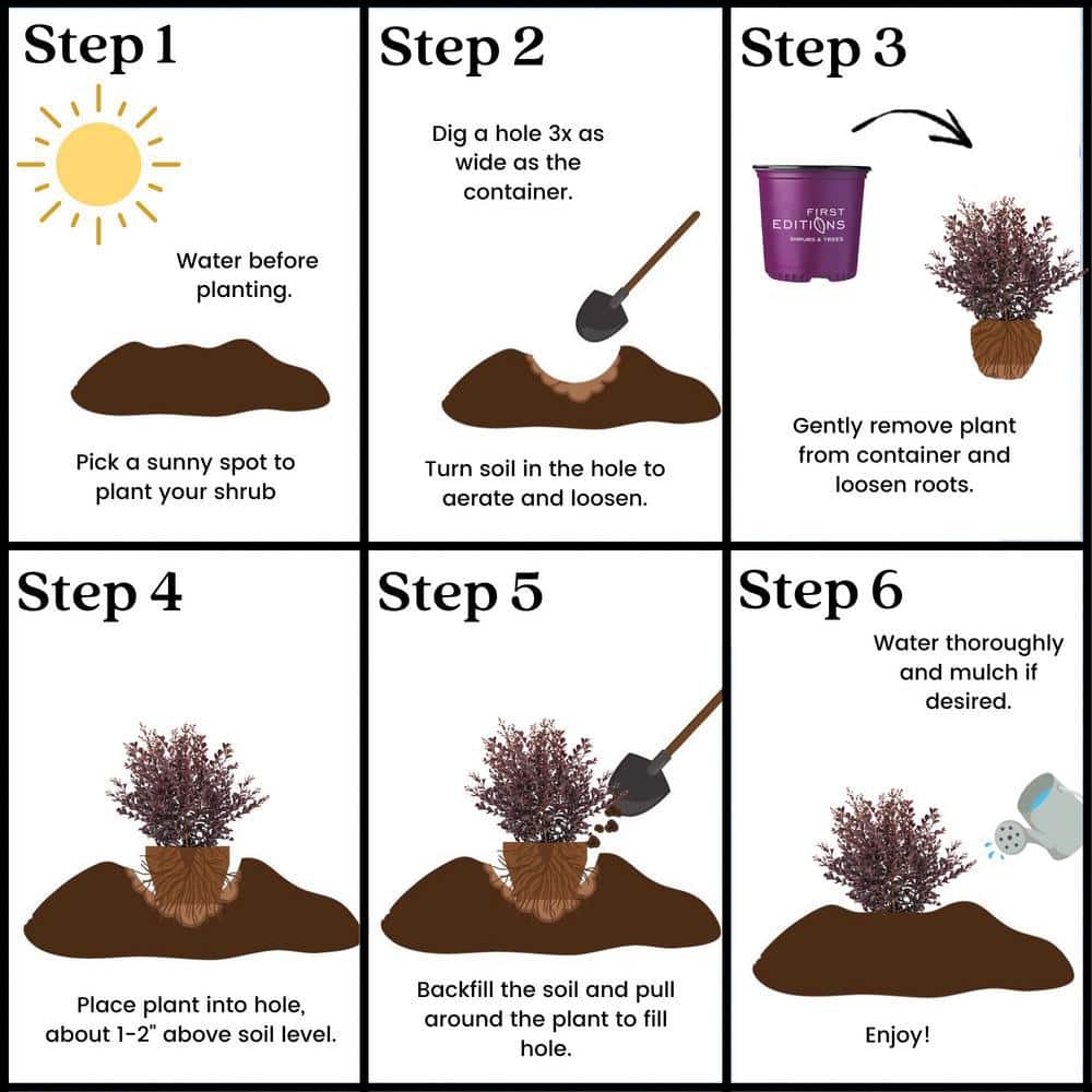 2 Gal. Lunar Magic Crape Myrtle Flowering Shrub with Dark Leaves and White Flowers - Hercitys