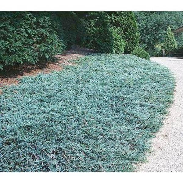 1 Gal. Blue Rug Juniper Shrub Unique Blue Evergreen Ground Cover Shrub, Drought Tolerant - Hercitys