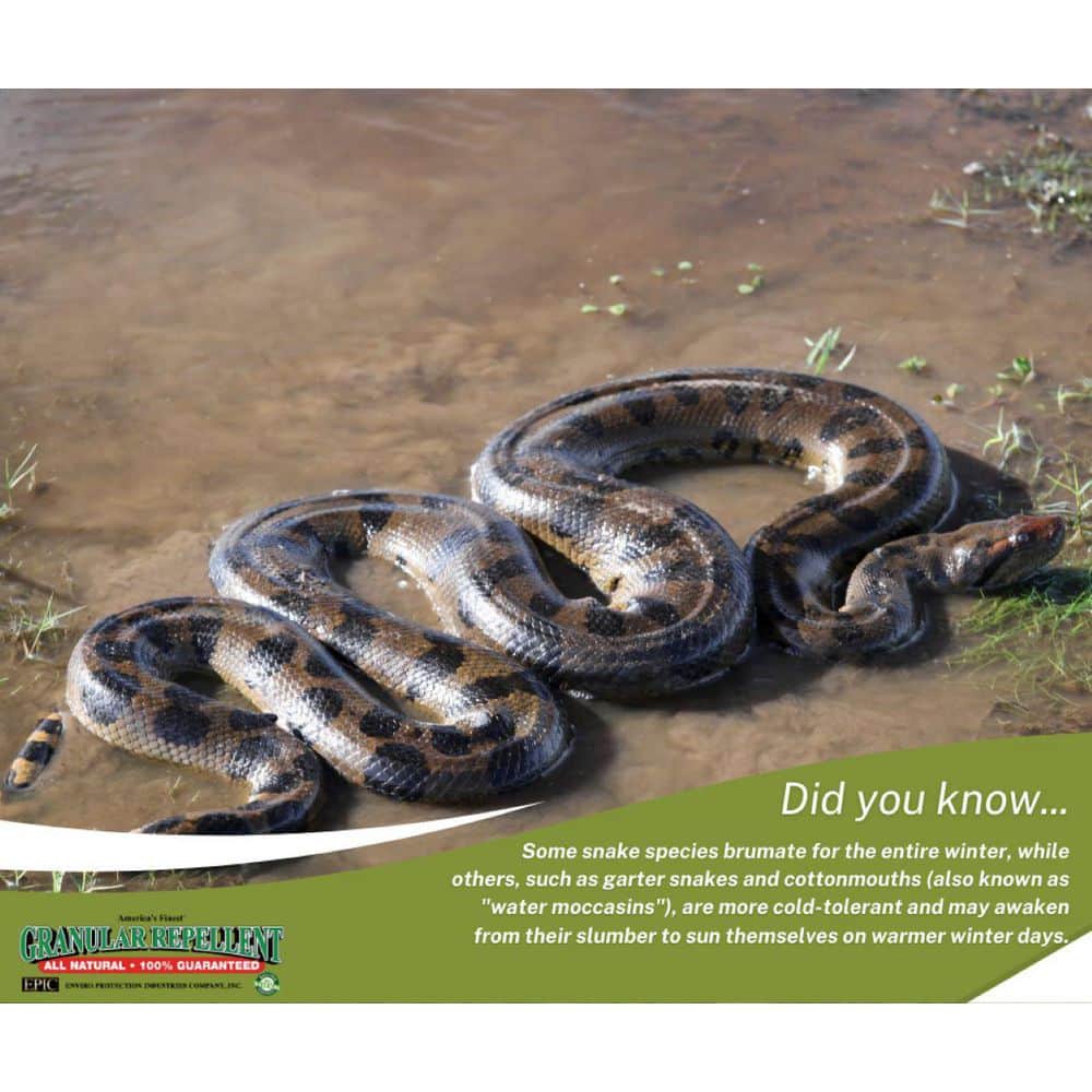 3.5 lbs. Granular Snake Repellent Shaker Bag - Hercitys