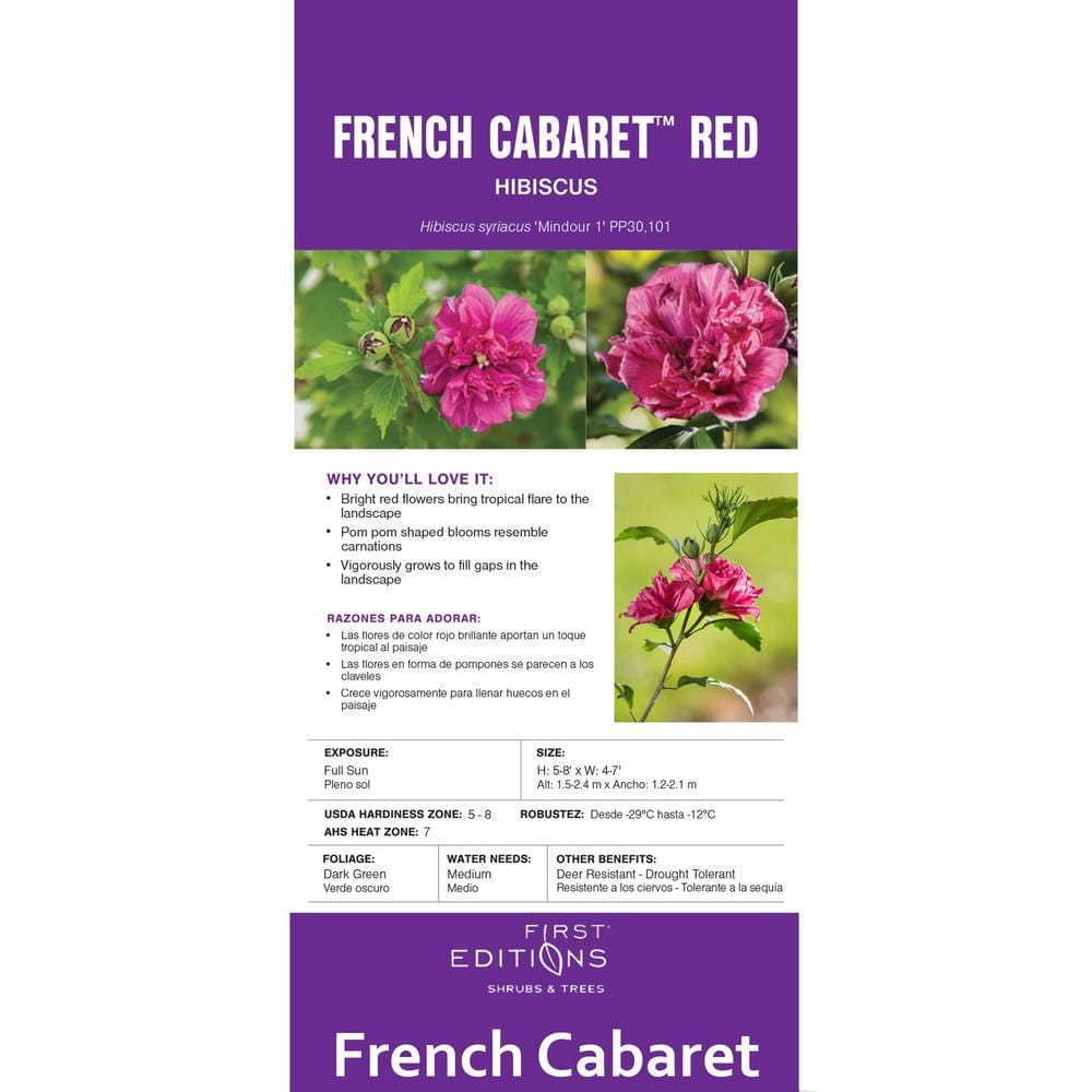 2 Gal. French Cabaret Red Hibiscus Flowering Shrub with Red Double Blooms - Hercitys