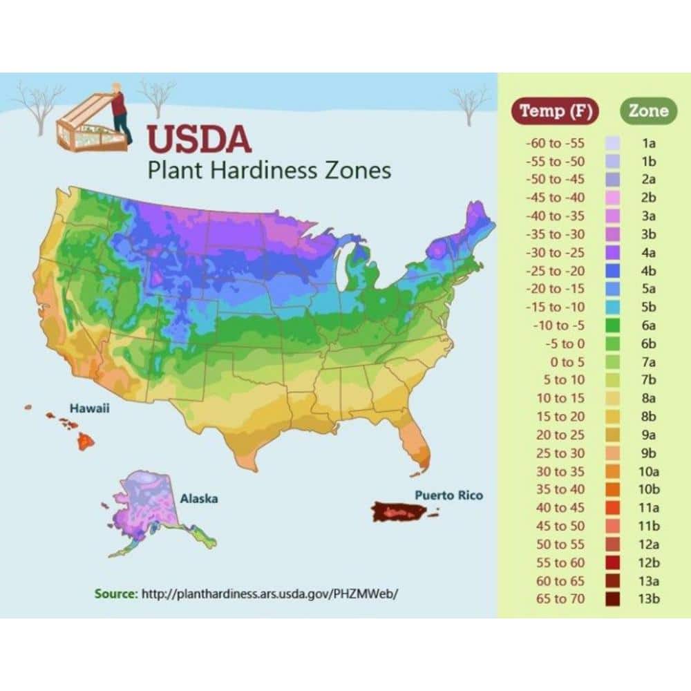 3 Gal. Ilex Compacta - Hercitys