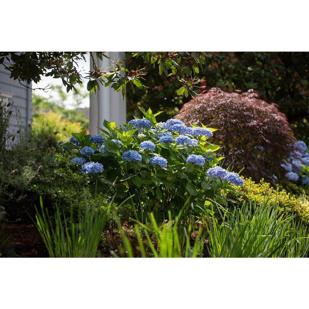 #3 Container Endless Summer Hydrangea Flowering Shrub Single Plant - Hercitys