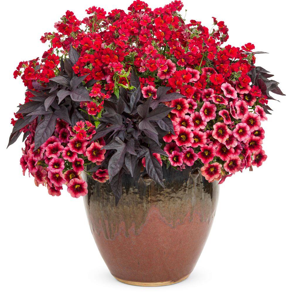 4.25 in. Eco+ Grande Sunsatia Cranberry Red Nemesia (Hybrid) Live Annual Plant with Red Flowers 4-Pack - Hercitys