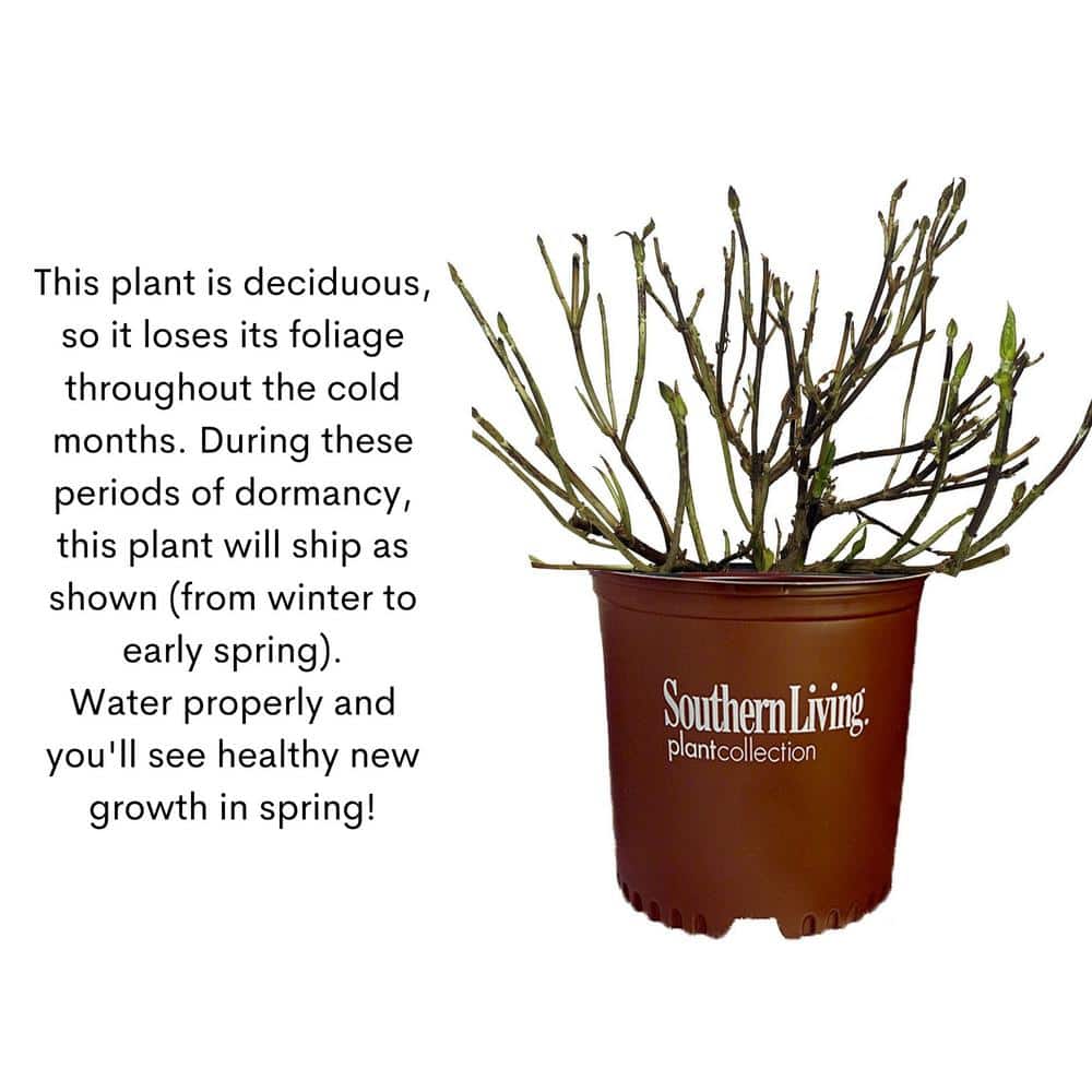 2 Gal. Heart Throb Hydrangea with Cherry Red Flowers - Hercitys