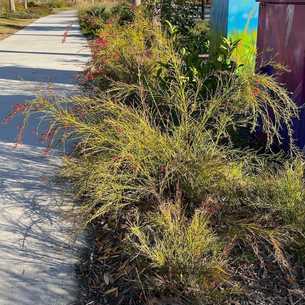 3 Gal. Firecracker Plant Flowering Shrub with Scarlet Red Flowers - Hercitys