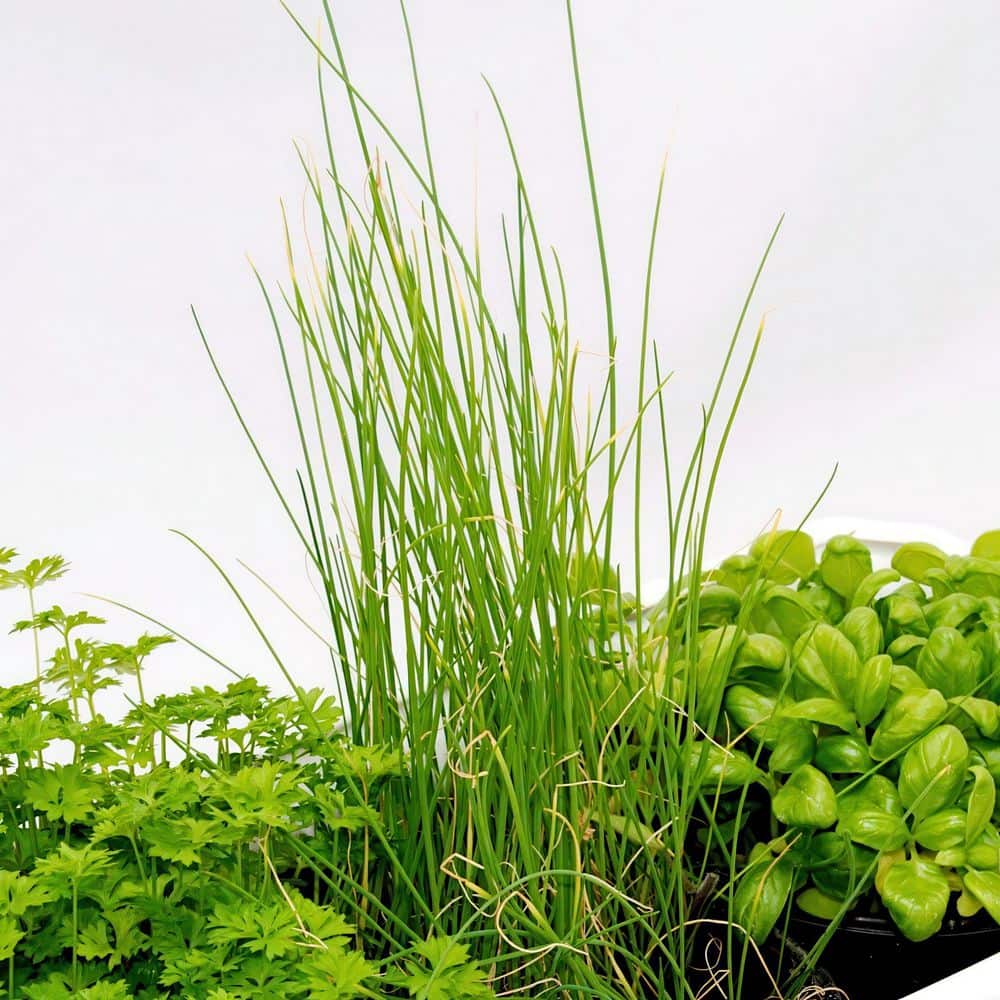 3.3 in. Chives Culinary Kitchen Herb Seed Grow Kit - Hercitys