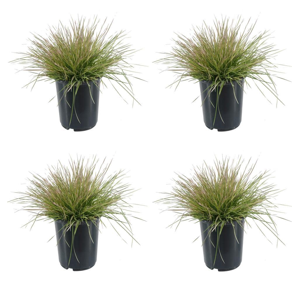 2.5 qt. Perennial Grass Deschampsia Northern Lights (4-Pack) - Hercitys