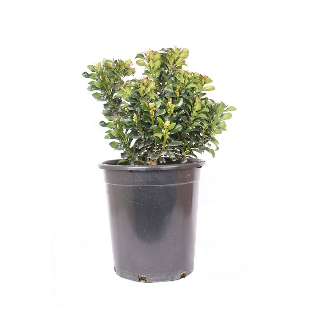 #5 Container Indian Hawthorn Shrub - Hercitys