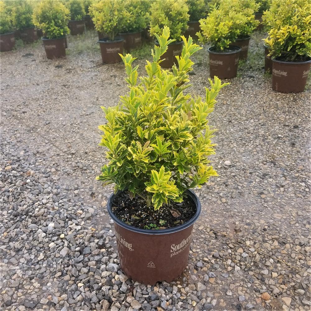 3 Gal. Golden Oakland Holly Tree with Pyramidal Yellow and Green Variegated Foliage - Hercitys