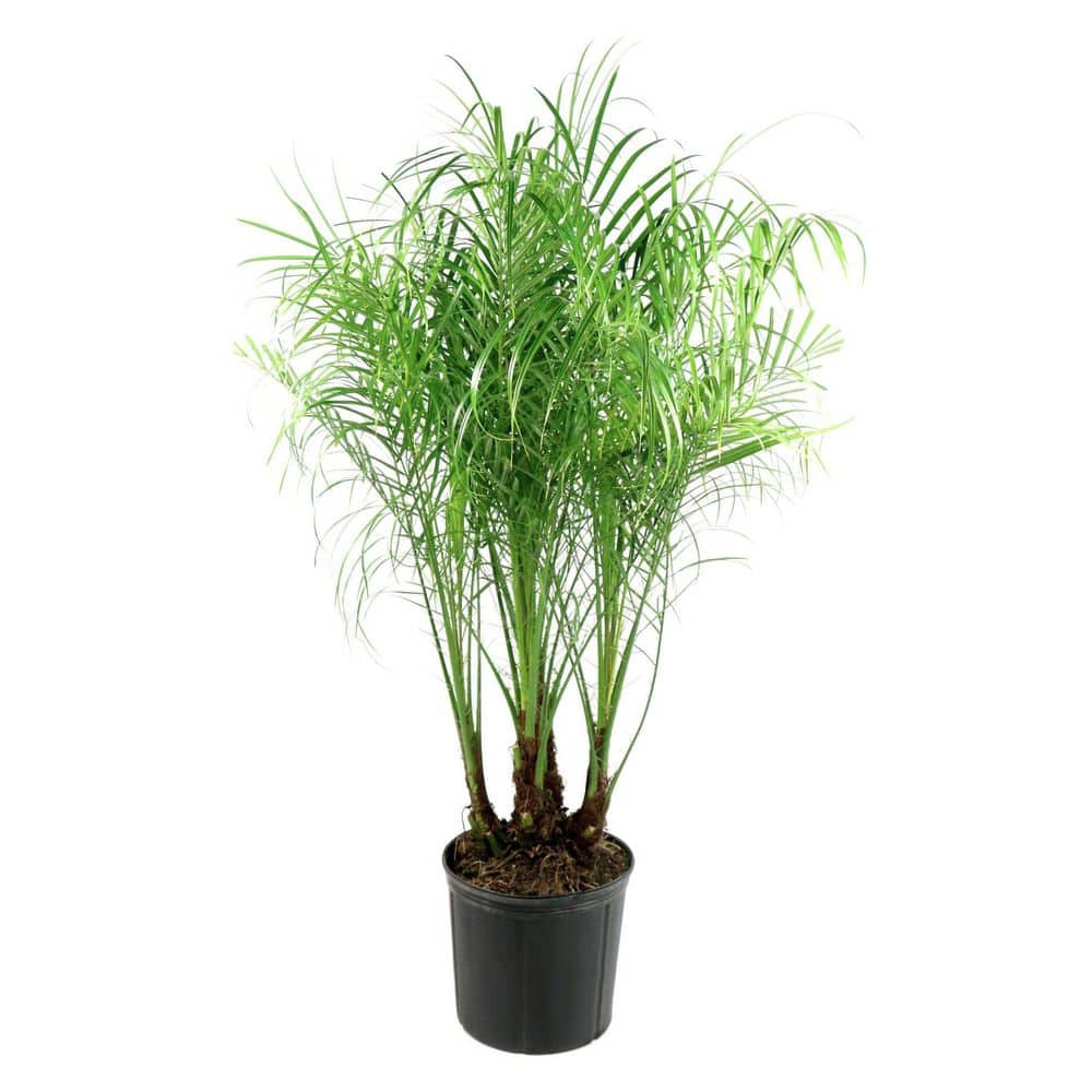 2 Gal. Robellini Palm Tree - Hercitys