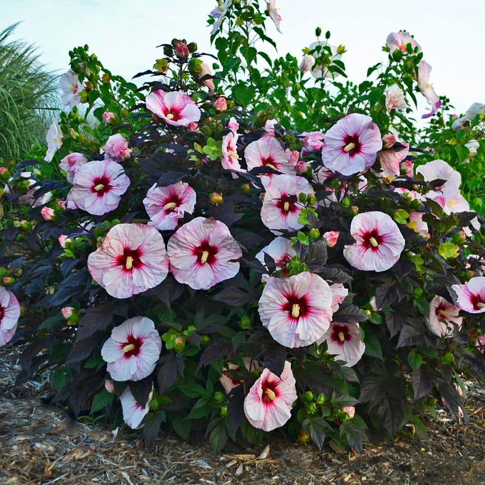 2 Gal. Summerific Perfect Storm Rose Mallow (Hibiscus Hybrid) Live Perennial Plant with White Flowers - Hercitys