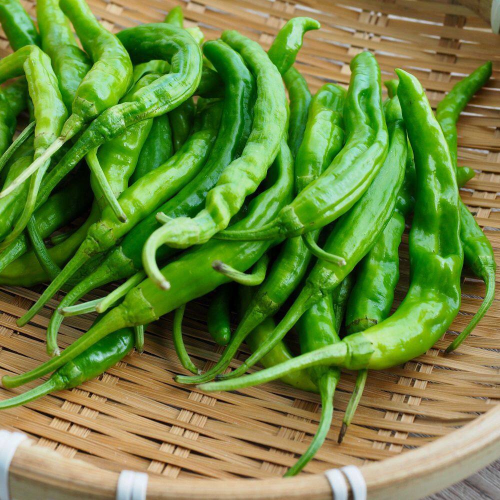 2.5 in. Chile Pepper Shishito Plant (3-Pack) - Hercitys