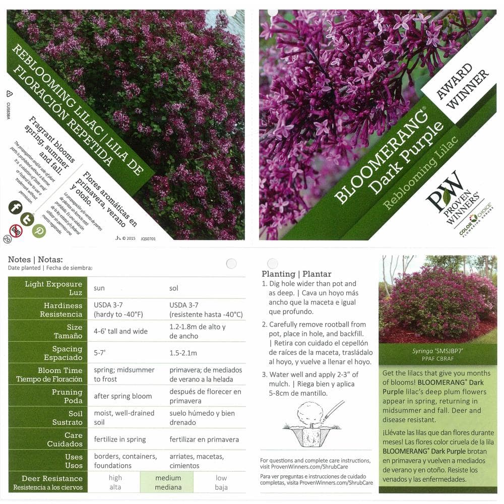 4.5 in. Qt. Bloomerang Dark Purple Reblooming Lilac (Syringa) Live Shrub, Purple Flowers - Hercitys