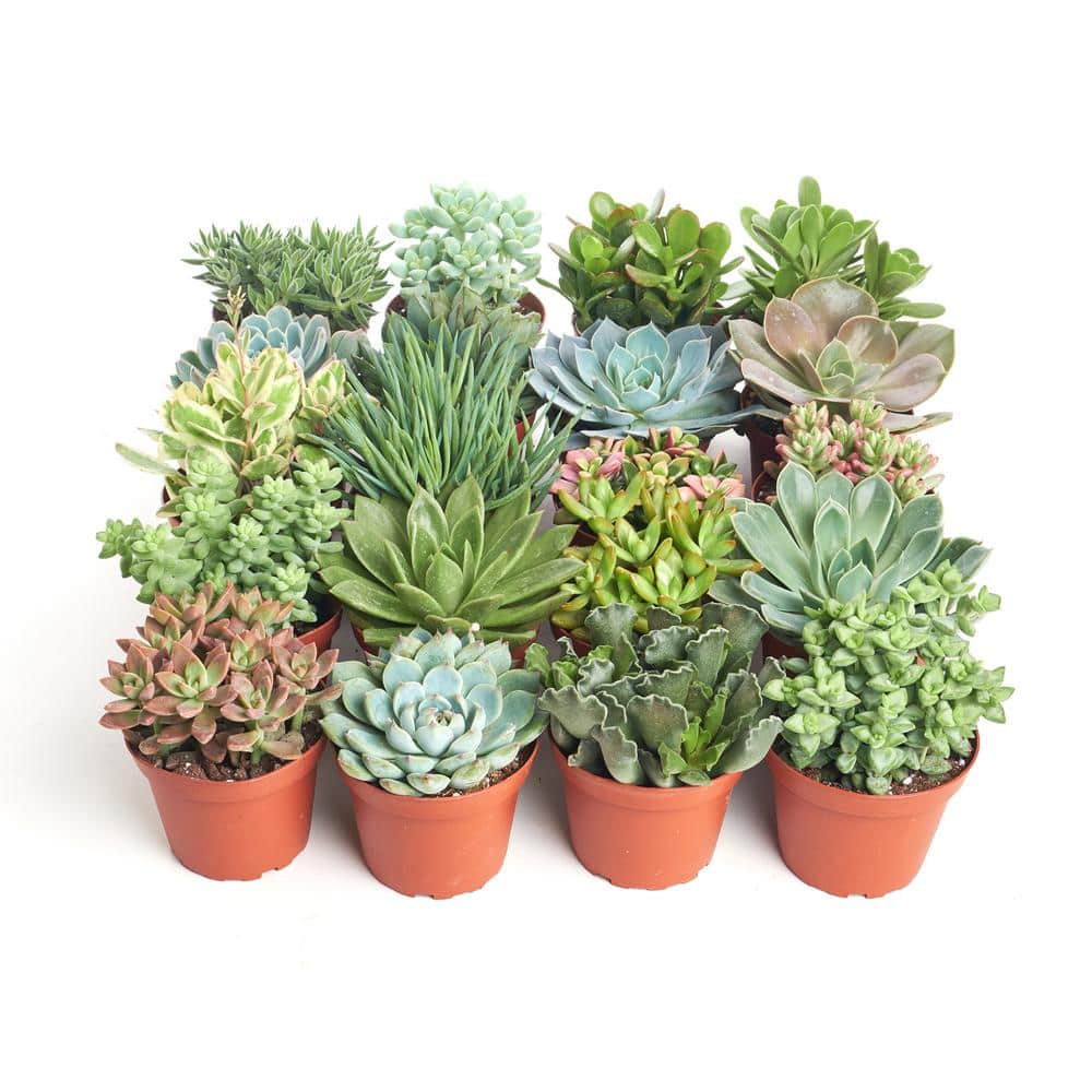 4 in. Assorted Succulent Collection Succulent (Collection of 20) - Hercitys