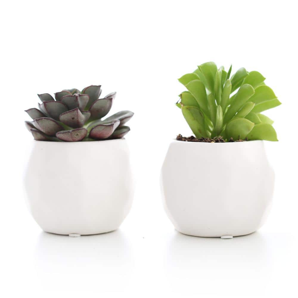 2.5 in. Assorted Succulent Set in White Geometric Pot (Pack of 2) - Hercitys
