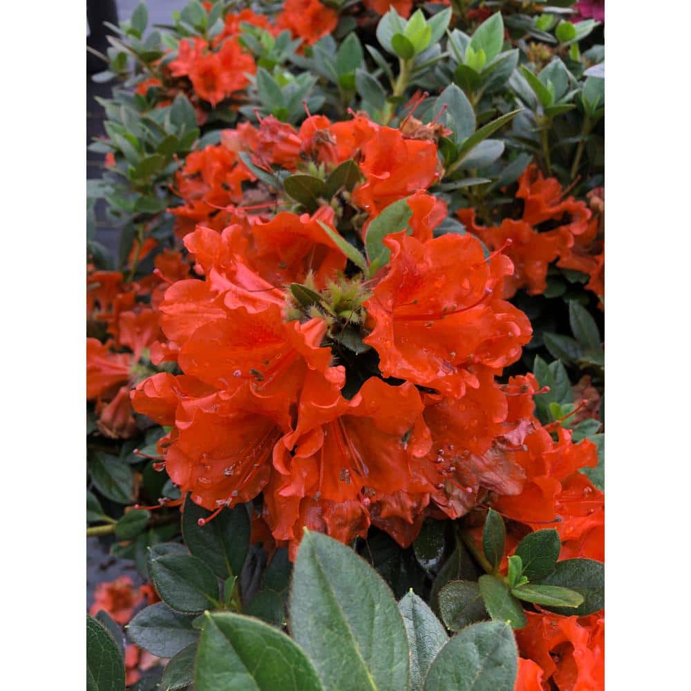 4.5 in. qt. Perfecto Mundo Double Orange Reblooming Azalea (Rhododendron) Live Plant in Orange Flowers - Hercitys