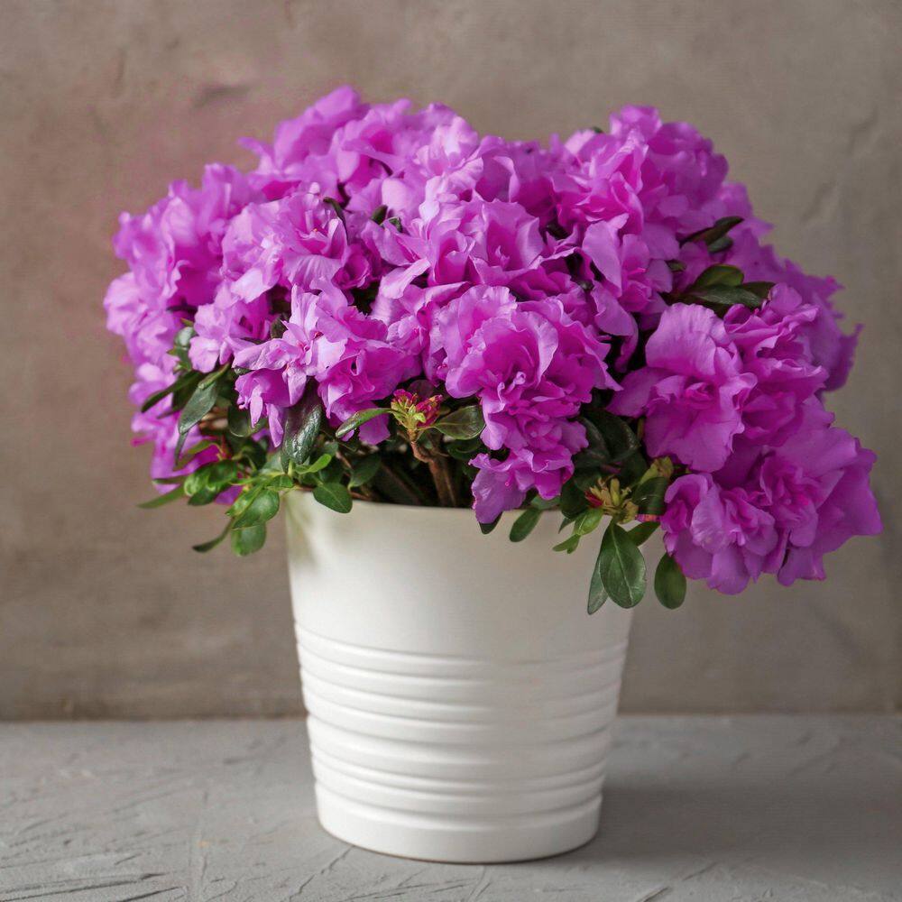 2.5 Quart Azalea ‘Amelia Rose’ Flowering Shrub with Pink Flowers - Hercitys