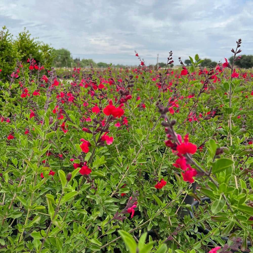 #5 container “Greggi Red” Sage plant (2-pack) - Hercitys
