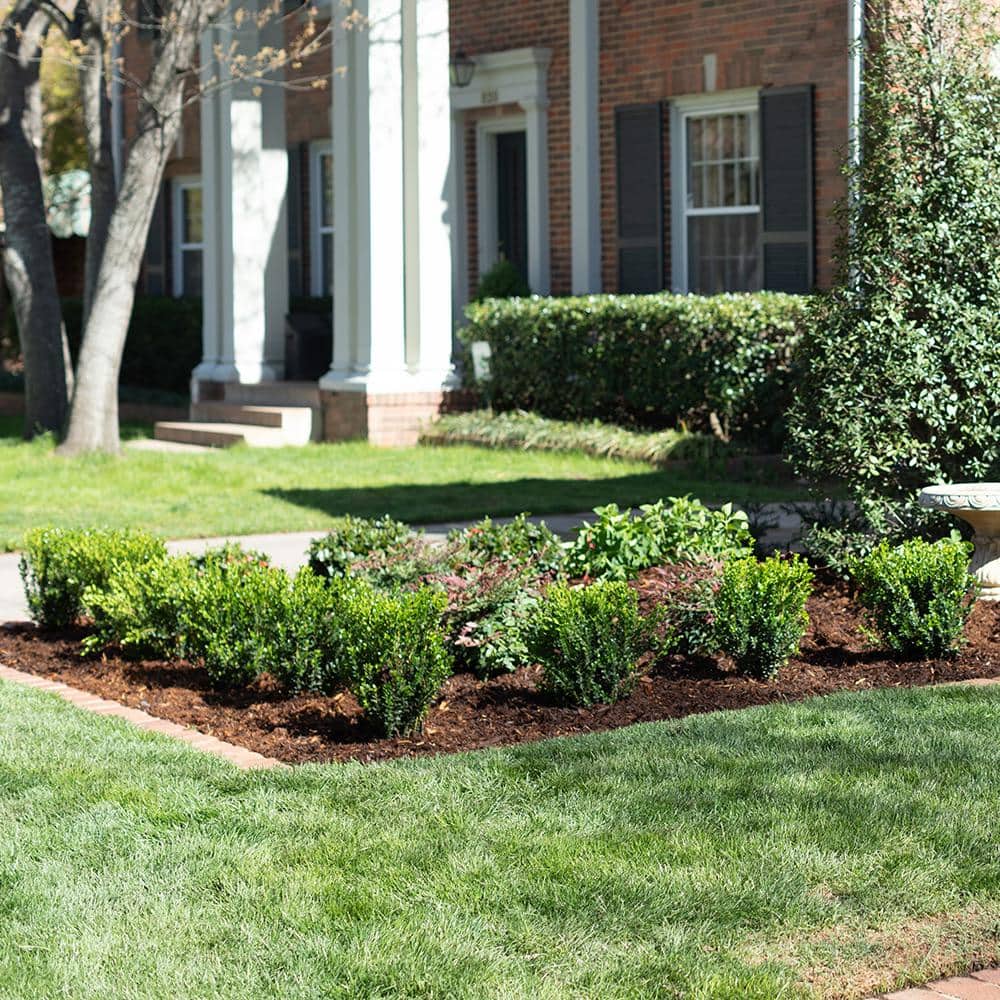 2 Gal. Boxwood Baby Gem, Live Shrub Plant, Glossy Green Foliage - Hercitys