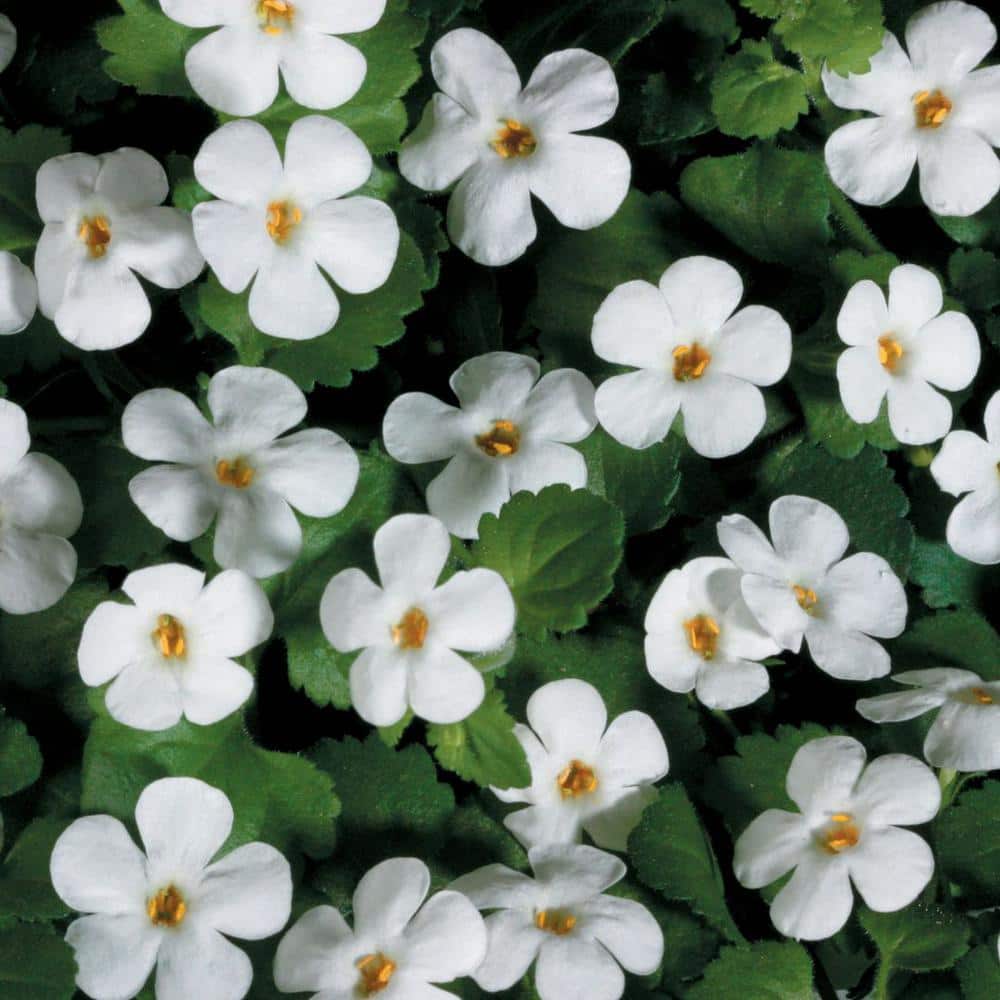 4.25 in. Eco+Grande, Snowstorm Giant Snowflake Bacopa (Sutera) Live Plant, White Flowers (4-Pack) - Hercitys