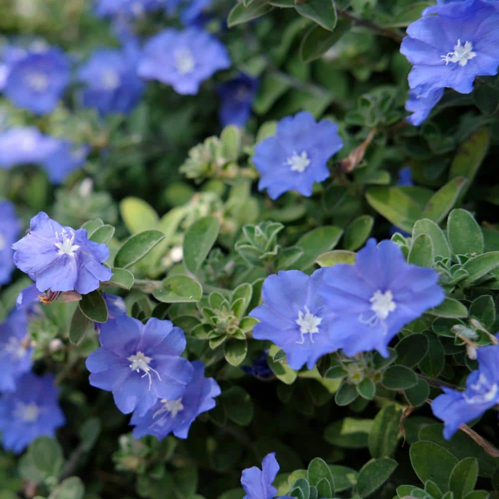 4 in. Evolvulus Beach Bum Blue Plant in Grower Containers (3-Piece) - Hercitys