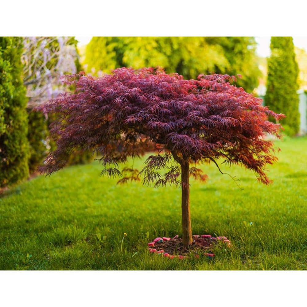3 Gal. Red Dragon Japanese Maple Tree with Intricate Lacy Purple Leaves - Hercitys