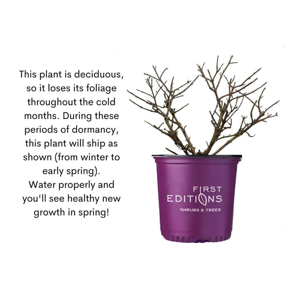 2 Gal. Psychedelic Sky Butterfly Bush Flowering Shrub with Fragrant Blue Flowers - Hercitys