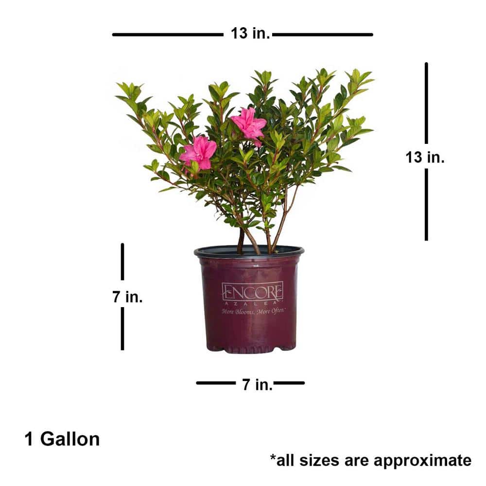 1 Gal. Autumn Carnation Reblooming Azalea Shrub with Pink Flowers - Hercitys