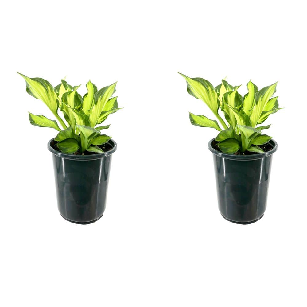 2.5 qt. Perennial Hosta Colored Hulk (2-Pack) - Hercitys