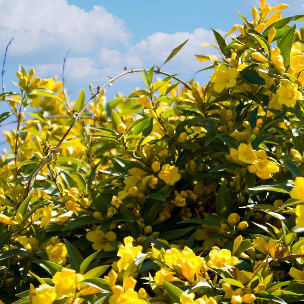 2.5 in. Carolina Jessamine Plant with Yellow Blooms (3-Pack) - Hercitys