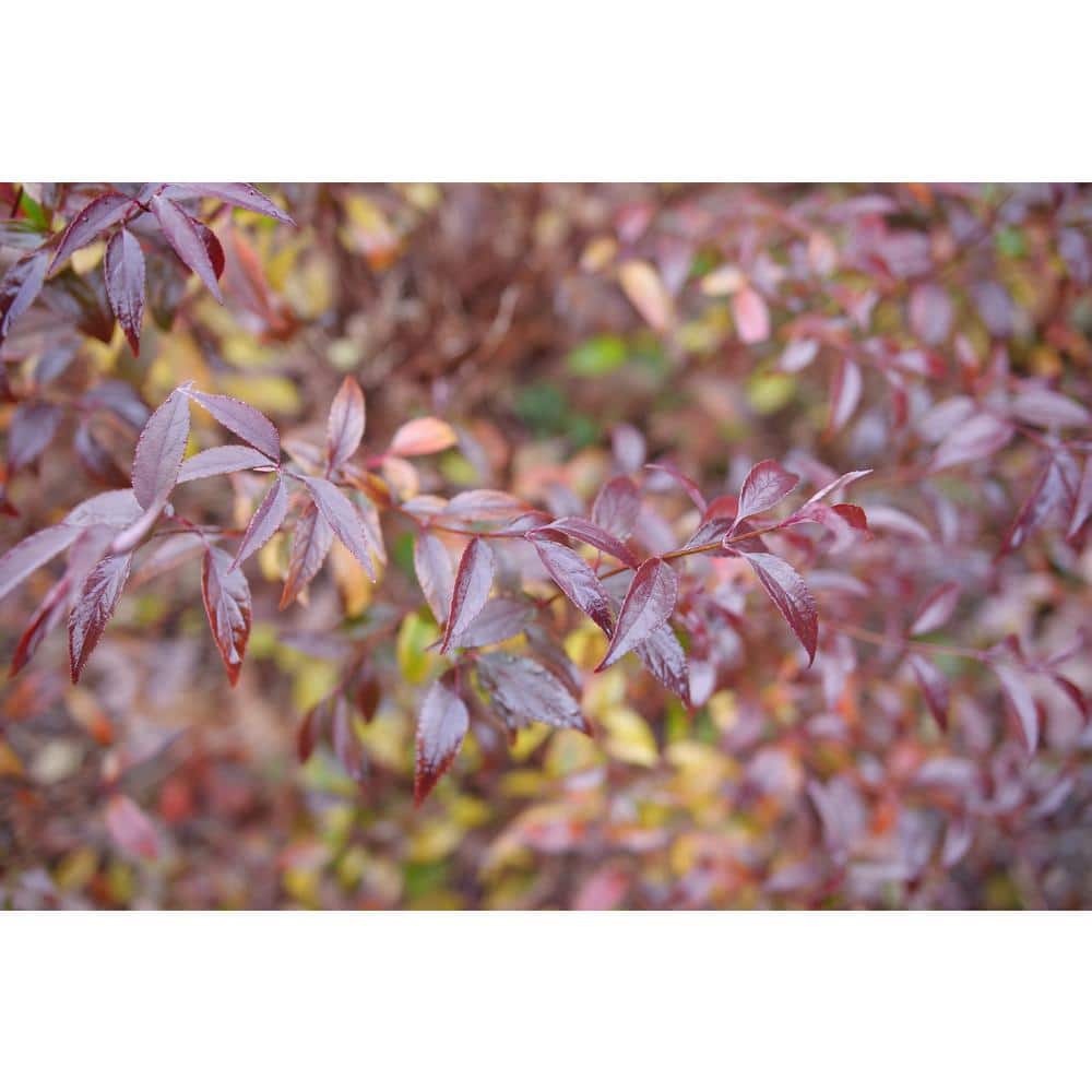 4.5 in. Quartz Yuki Kabuki Deutzia (Deutzia x) Live Flowering Shrub with Pink and White Flowers - Hercitys