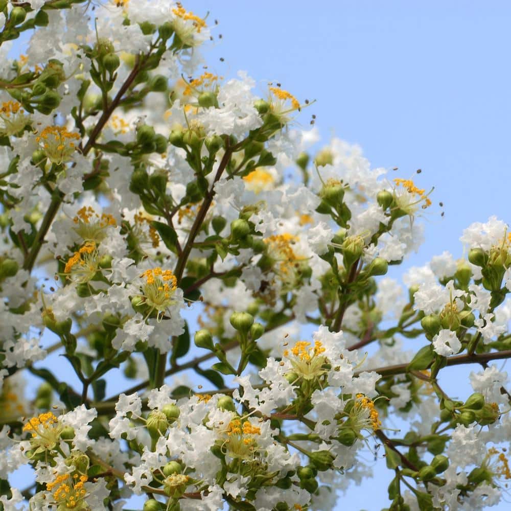 3 gal. Crape Myrtle Natchez Shrub with White Flowers - Hercitys