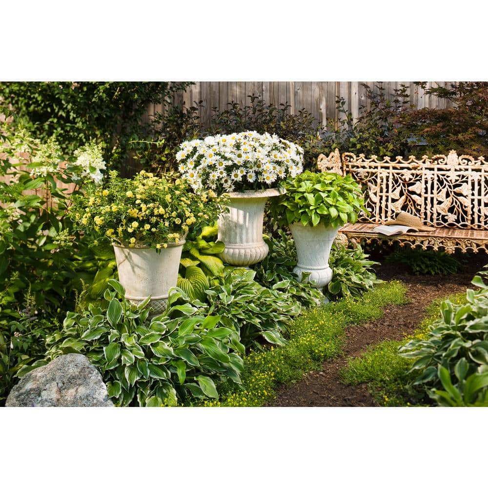 4.5 in. Qt. Amazing Daisies Daisy May Shasta Daisy (Leucanthemum) Live Plant, White Flowers - Hercitys