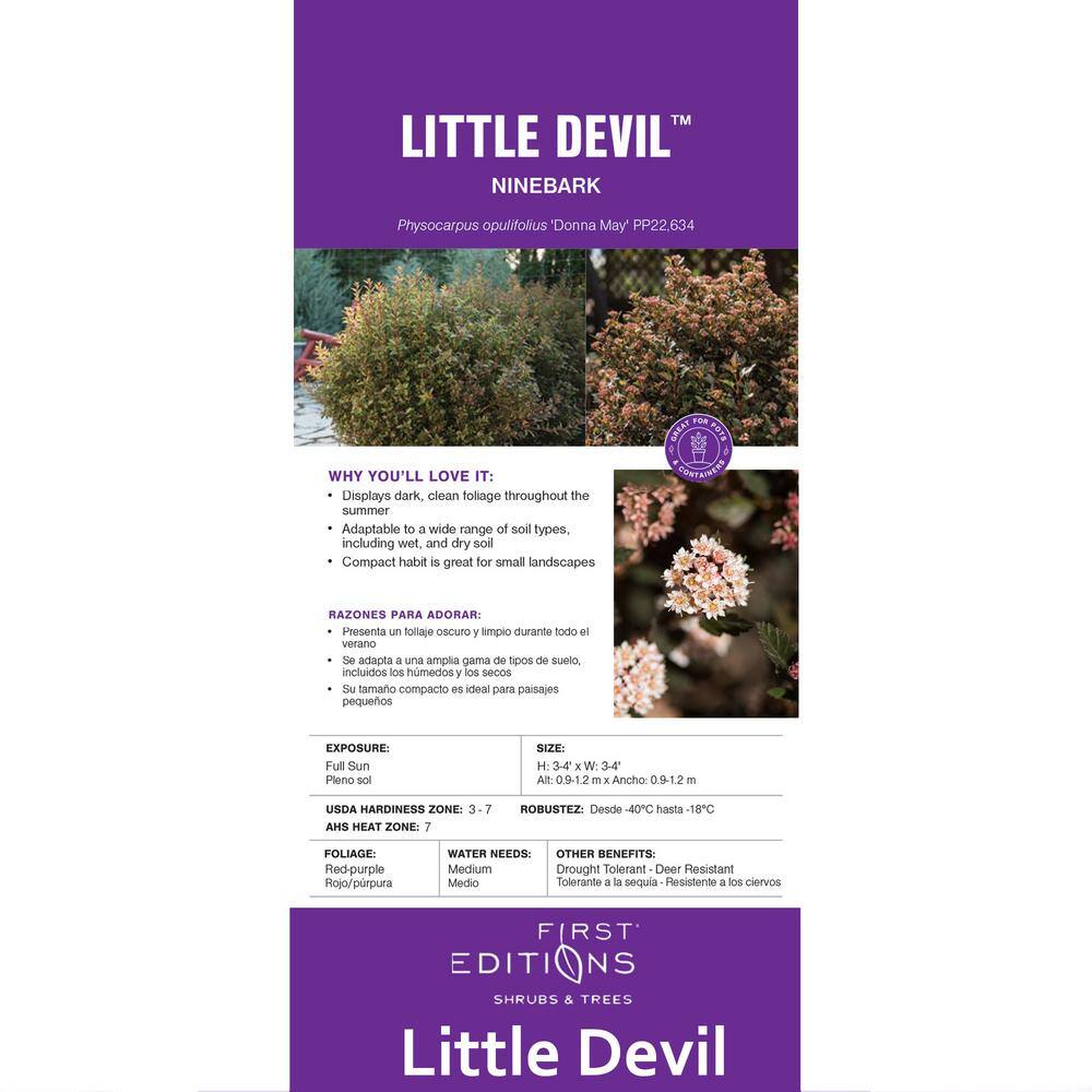 2 Gal. Little Devil Ninebark Shrub with Dark Foliage - Hercitys