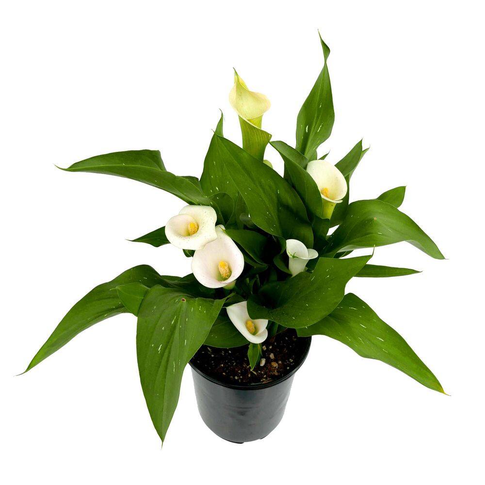 2.5 Qt. Perennial Calla Lily White (1-Pack) - Hercitys