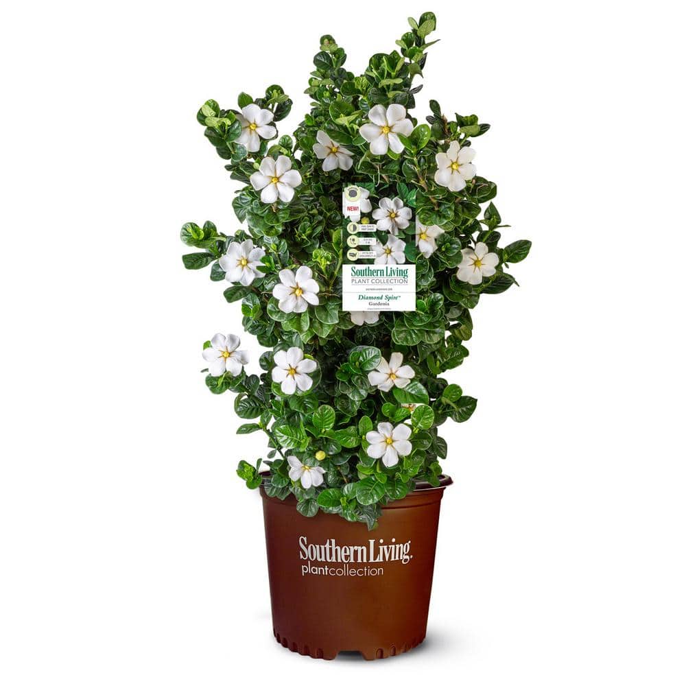 2 Gal. Diamond Spire Gardenia Shrub with Fragrant White Blooms - Hercitys