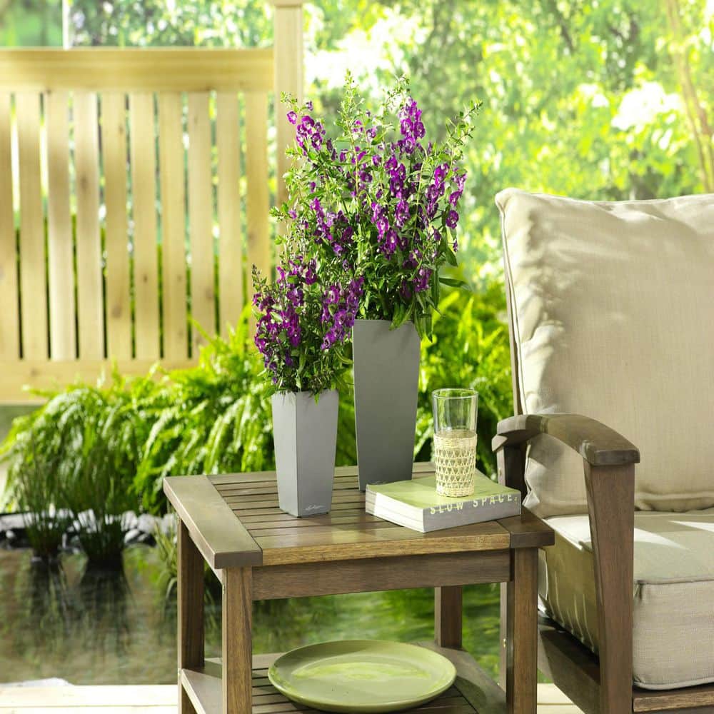 4.25 in. Eco+Grande, Angelface Blue Summer Snapdragon - Hercitys