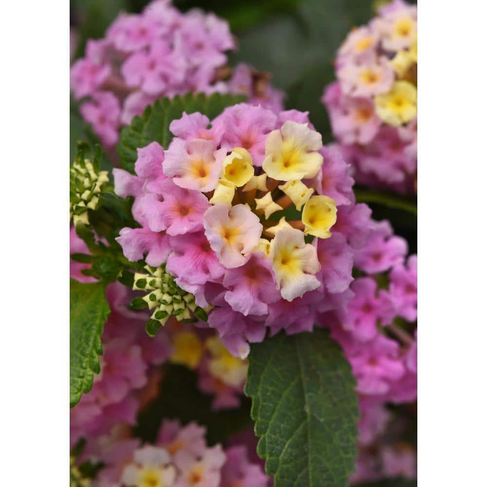 2.5 Qt Lantana Traling Lavender in Grower’s Pot (2-Packs) - Hercitys