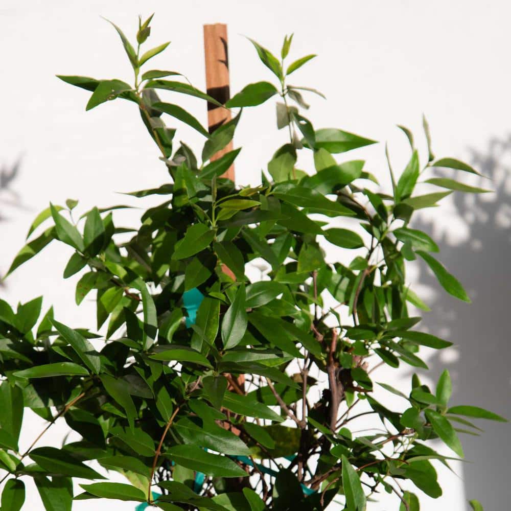 2.5 Qt. Carolina Jessamine Climbing Vine Plant with Yellow Fragrant Blooms - Hercitys