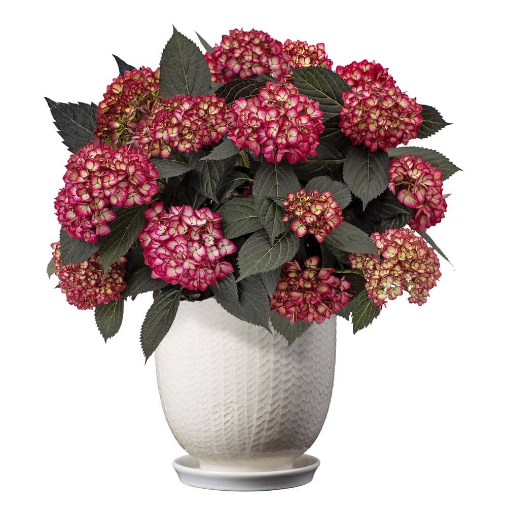 2 Gal. Eclipse Hydrangea Shrub with Cranberry Flowers - Hercitys