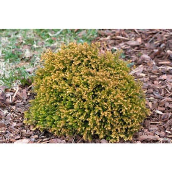 1 Gal. Rheingold Arborvitae Shrub with Coral Shaped Copper Colored Foliage - Hercitys