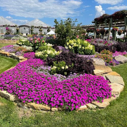 2.5 Qt. Petunia Supertunia Vista Jazzberry Pink Annual Plant (3-Pack) - Hercitys